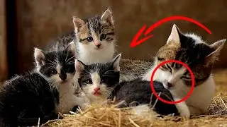 When the hostess was gone, the cat and kittens were thrown out into the street
