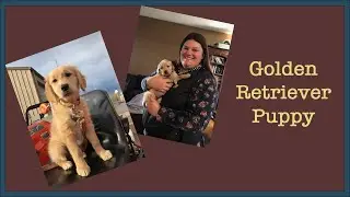 I Got A Golden Retriever Puppy!