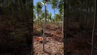 MAHOGANY 3° edição, desbaste e poda finalizados