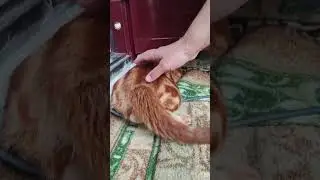 кот АЛЕКС ❤❤ Дорогой ❤