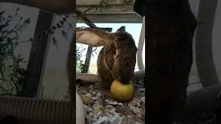 Дикий Заяц забрел на участок #заяц