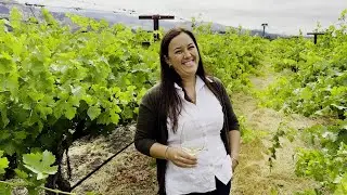 In the Vineyard at Larkmead
