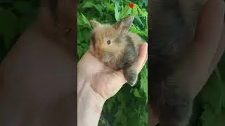 Вениаминовичи младшие скоро будут на бронь 
