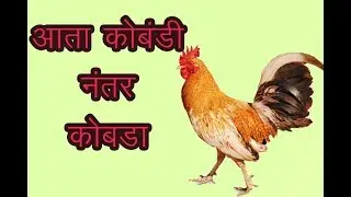 Gavran Kombda Song l english funny mix l ata kobadi natar kobada