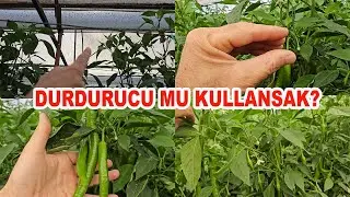 DURDURUCU KULLANSAK MI? KULLANMASAK MI?