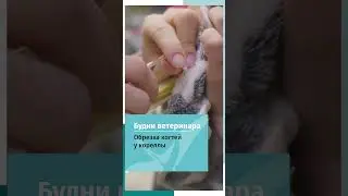 Обрезка когтей у корелла