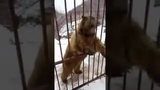 Жесть смотри что исполняет Умный МЕДВЕДЬ Тимофей