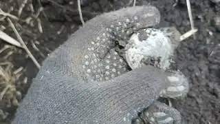 Нашел Николаевскую медную монету серебром 1843 года #2