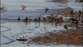 Bathing starlings \ Купание скворцов
