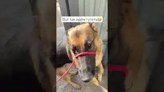 #немецкаяовчарка #смешныеживотные #забавныеживотные #собаки #приколысживотными #топ