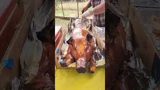 Crunchy yummy Roast Pork / satisfying sound