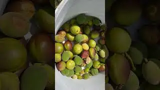Урожая не будет((( Снесло не успев поспеть ((( Ураганный ветер в Анапе(((💨😱