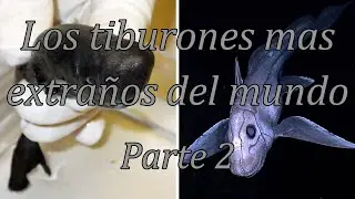 Los tiburones mas extraños del mundo. Parte 2