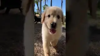 🐶 Surprising Morning Routine with Adorable Foster Puppies! 🌞