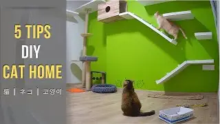 DIY Cat House - 5 Tips How to Catify Your Home For Cats