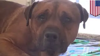 Anjing menangis tersedu ketika akan disuntik mati, mendapat akhir bahagia - Tomonews