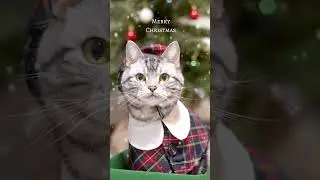 メリークリスマス #shorts #猫 #アメリカンショートヘア #猫動画
