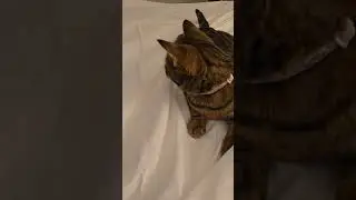 Kitty Makes Bed 