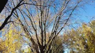 Birds Celebrating Trump Win - 11/9/16