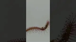 What happens if you put chocolate on a sundew #carnivore #shorts