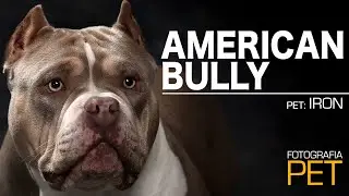 AMERICAN BULLY | É BRAVO!?!? | YO STUDIO