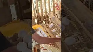 Backyard Poultry and Egg Production
