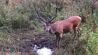 2019.08.-10. - Fotopasca počas jelenej ruje. Branisko. Kanné. Bobuv laz.