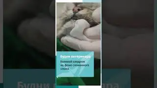 Кот сломал клык