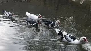 American duck face to face
