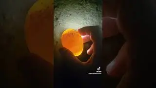 Зародження нового життя🤗🐣... Перевірка оплоду наших мускусів)