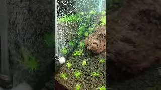 Diffusore di co2