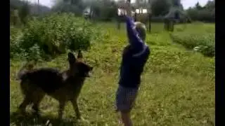 Поиграл с собачкой