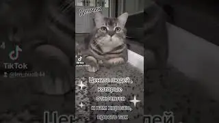 #cat #кот