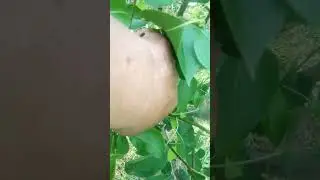 Обрізка груші на врожай та на ріст скелетних гілок....