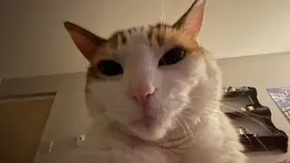 Mewing Challenge