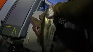 Ночной судак. Фрагмент.