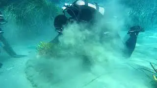 Transplantation of seagrass (Posidonia oceanica)