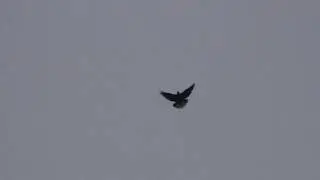 голуби.0-1.и погоды нет