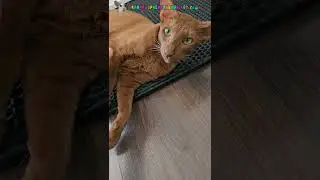 Шоколадка растаяла, не дойдя до места назначения😺🍫 #shorts #cat #comedy #funny
