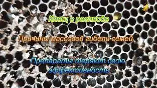 Клещ в расплоде. Причина гибели семей зимой.