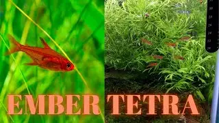 Bitkili Akvaryuma Yeni Balık | Ember Tetralar...