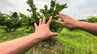 Tùng đài sân vườn