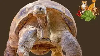 The Leopard Tortoise Facts For Kids