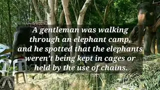 Learned Helplessness - Short Stories for Mental Wellness#1