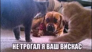 Сборник мемов про кота Максвелла