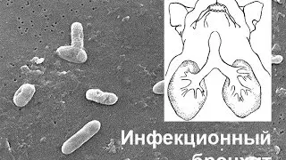 Английский Бульдог. Часть 28. Инфекционный бронхит