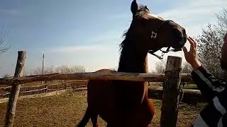 Влог с конюшни/тренировка на Барбаре🐴