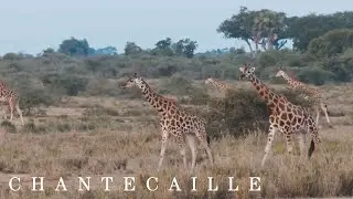 The Cause behind our Giraffe Collection