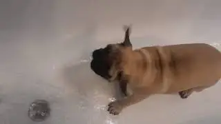 Мира моется🐶🙃