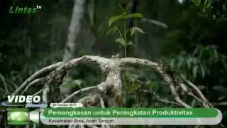 Tingkatkan Produktivitas Tanaman Kopi dengan Pemangkasan